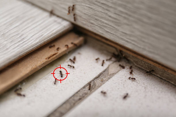 Best Affordable Pest Control Services  in Spring Park, MN