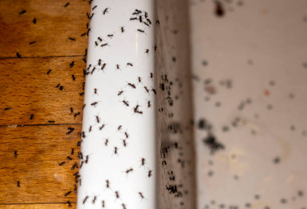 Best Bed Bug Extermination  in Spring Park, MN