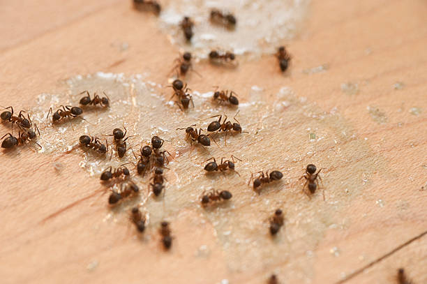 Best Commercial Pest Control Services  in Spring Park, MN