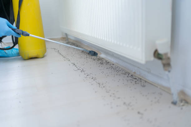 Best Cockroach Control Services  in Spring Park, MN